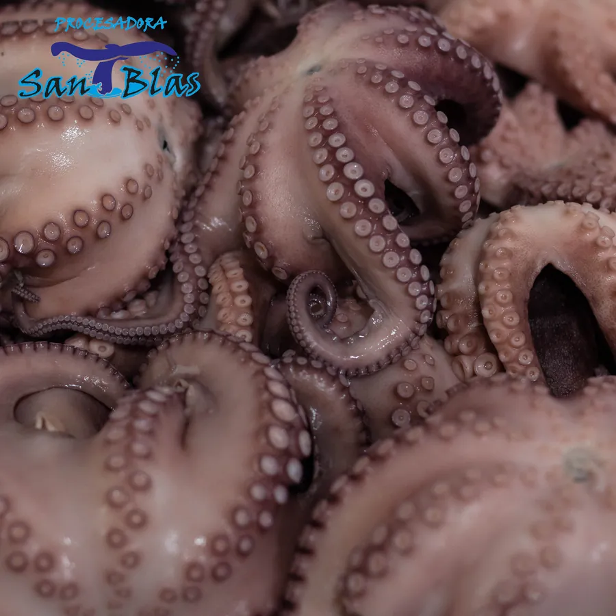 Pulpo y calamar